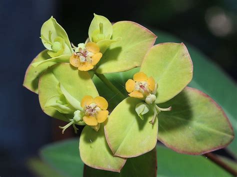 五虎下山草藥|福星花園: 台灣大戟(大甲草)